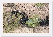 12SopaSerengeti - 11 * These Zebra came in for a drink...